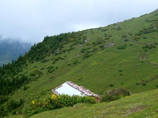 Trabzon/Araklı/ Golaşa/Zifinboğazı yaylası