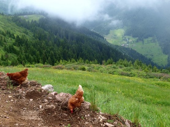 Trabzon/Araklı/ Golaşa/Zifinboğazı yaylası