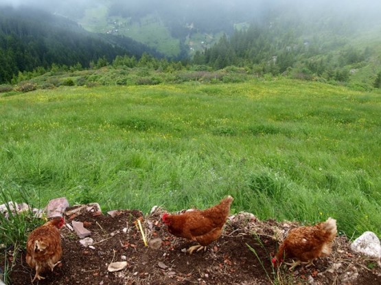 Trabzon/Araklı/ Golaşa/Zifinboğazı yaylası