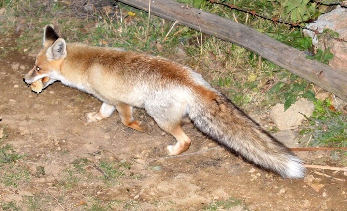 Tilkiler, kedi gibi!