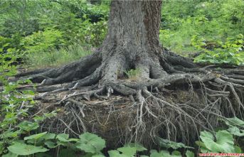 Ağacın tepesinde bir ilan