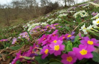 Arıların, nesline yasakladığı çiçek; Çuha