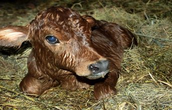 Buzağıyı, annesine yalatmadı!