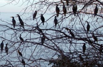 Denizi gözlüyorlar