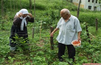 Karadenizlinin sevap uğraşı