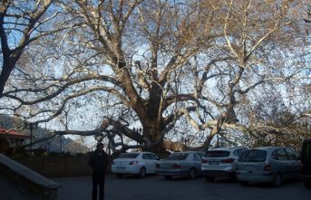 Osmanlı yadigarı, İnkaya Çınar'ı