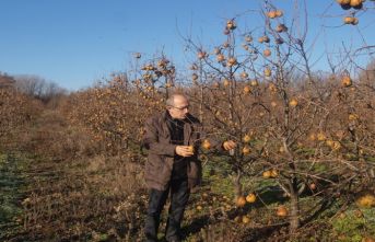 Pehlivanköy’ün Donmuş Armutları!