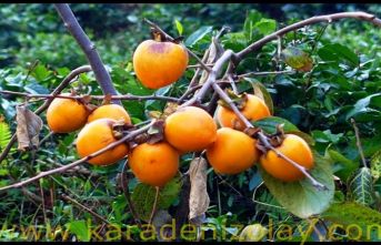 cennet & Trabzon Hurması, üşütmüyor!