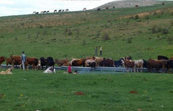 Çobanlık değere bindi!