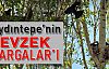 Aydıntepe’nin zevzek Kargaları