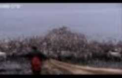 Yunuslar - Delphinidae- Cetacea