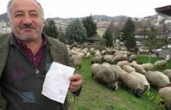 Yalan söyleyen çoban!