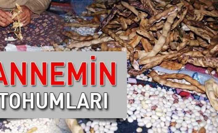 Annemin tohumları !